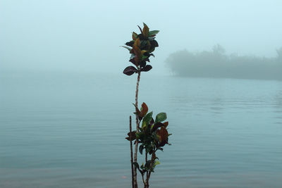 Plant growing in lake against clear sky