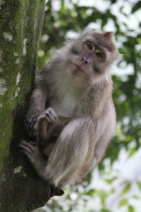 Monkey sitting on tree