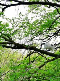 Low angle view of bird perching on tree