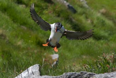 Puffin with fish flying in mid-air