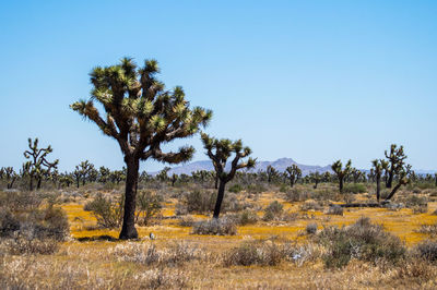 Trees on field against clear blue sky