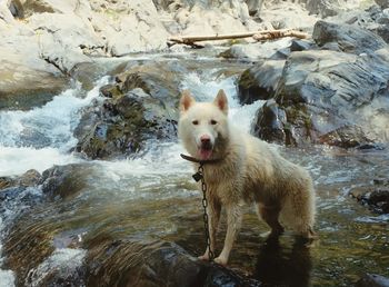 Dog standing on rock