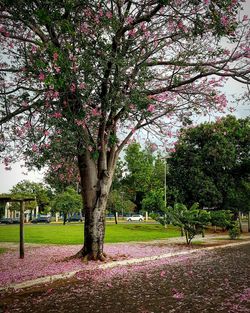 Trees growing in park