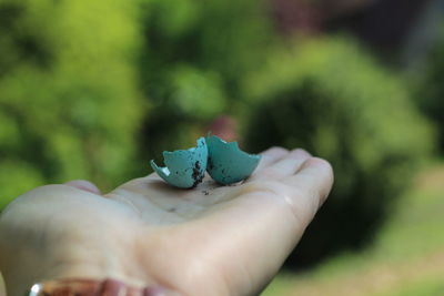 Close-up of hand holding leaf