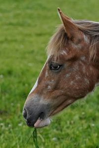 Close-up of a horse on field