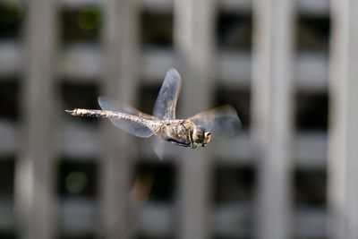 Close-up of flying dragonfly