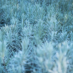 Close-up of plants in field