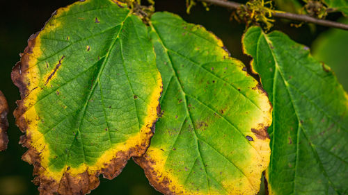 Close-up of green leaves