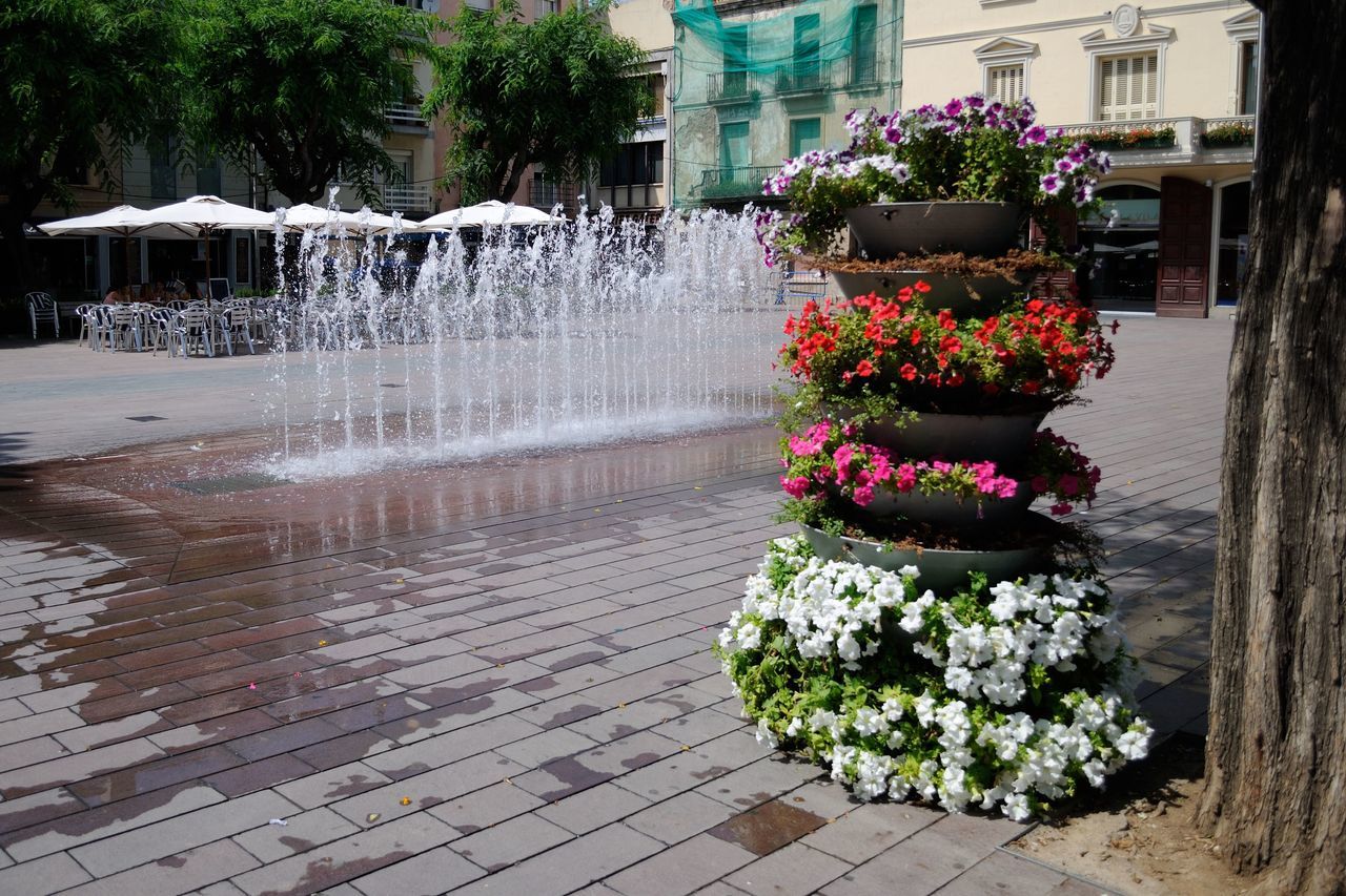 flower, freshness, plant, potted plant, growth, building exterior, built structure, fragility, architecture, nature, flower pot, outdoors, day, beauty in nature, petal, blooming, decoration, incidental people, no people, front or back yard