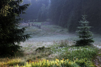 Scenic view of forest against sky