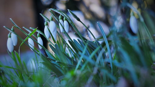 Close-up of white flowering plants on field