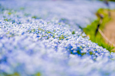 Close-up of purple flowering plant on field