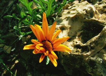 Close-up of flower blooming outdoors