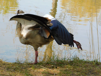 View of a bird drinking water