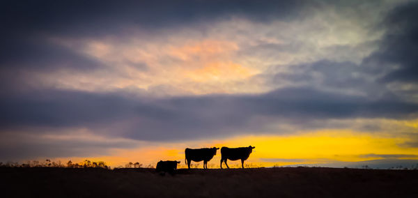 Livestock in a field