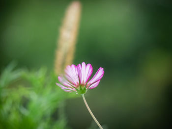 Close-up of pink flower