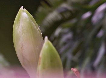 Close-up of raindrops on flower buds