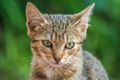 Close-up portrait of cat