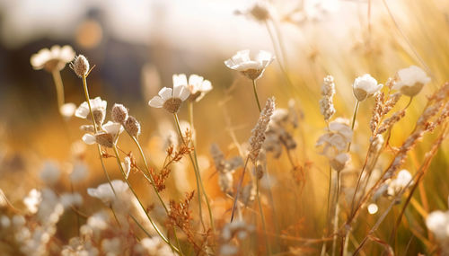 Close-up of yellow flowering plants on field