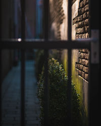 Close-up of plants by window against building