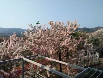 View of flowering plants against clear sky