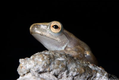 Close-up of lizard on rock against black background