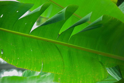 Close-up of wet green leaves on plant