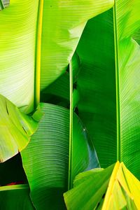 Close-up of green leaf on plant