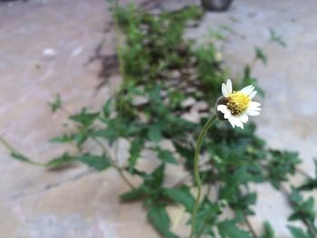 Close-up of white flower
