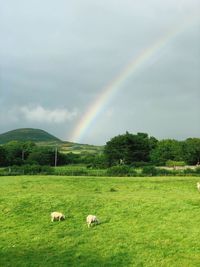 Scenic view of green landscape