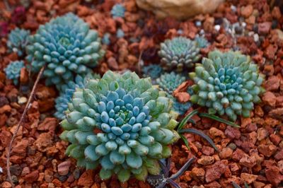 High angle view of succulent plant growing on field