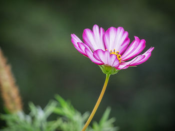 Close-up of pink flower