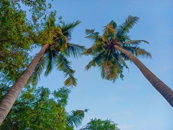 Low angle view of coconut palm tree against clear sky