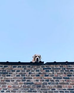 Low angle view of dog against brick wall