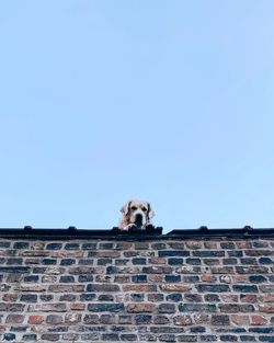 Low angle view of dog against brick wall