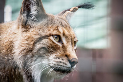 Close-up of cat looking away