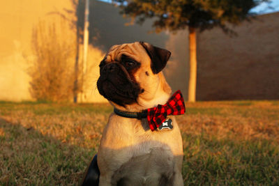 Close-up of dog on grass