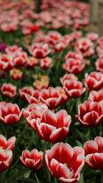 Close-up of red tulips