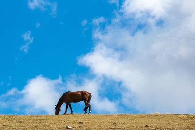 Low angle view of horses against clear sky