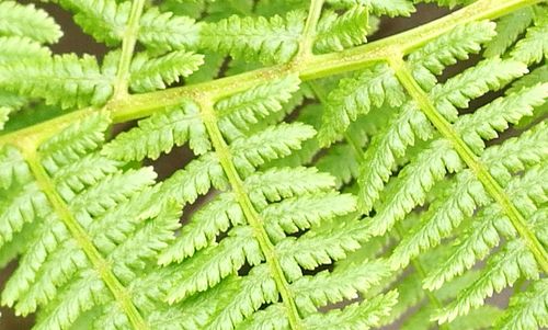 Full frame shot of green leaves