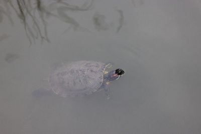 High angle view of crab swimming in lake