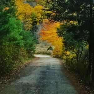 Road amidst trees in forest during autumn