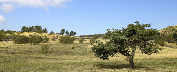 Trees on field against sky