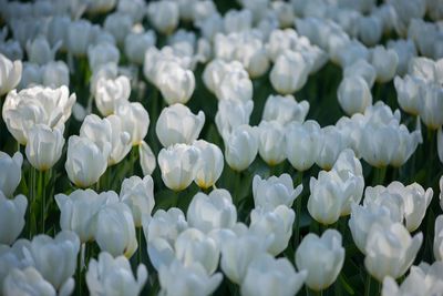 Close-up of white flowering plants