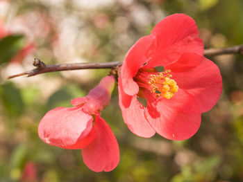 Close-up of red rose flower