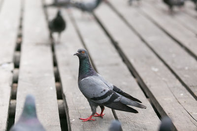 Close-up of bird perching on wood