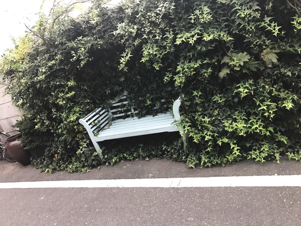 tree, empty, bench, growth, plant, road, green, day, park bench, park - man made space, green color, solitude, tranquility, park, nature, outdoors, the way forward, narrow, tranquil scene, long, lush foliage, remote, no people, footpath