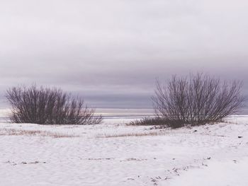 Bare trees on field against sky during winter