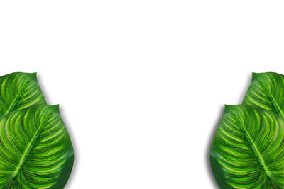 Close-up of fresh green plant against white background