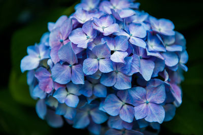 Close-up of purple hydrangea blooming outdoors